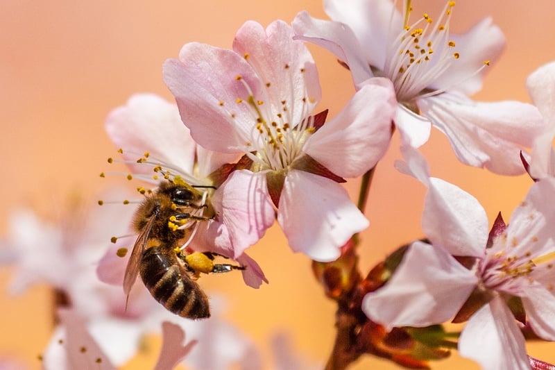 Bee on Flower