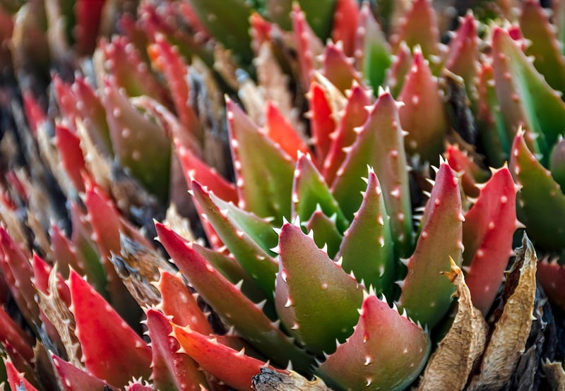 Succulent Wall Garden